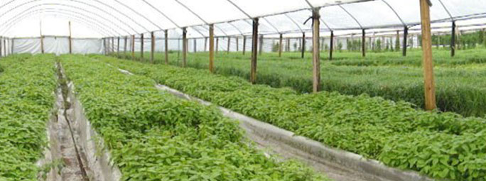 AA farms inc. – Fresh Asian Vegetables and Herbs